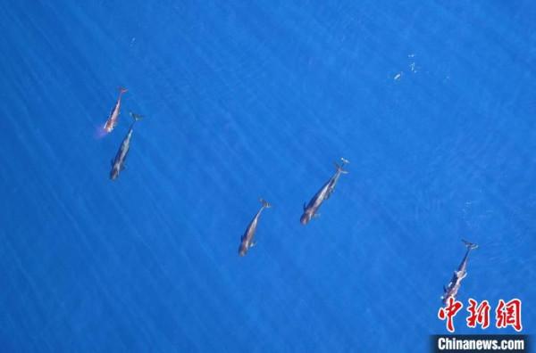 最新生物學研究：觀鯨船噪音干擾鯨類休息和育幼