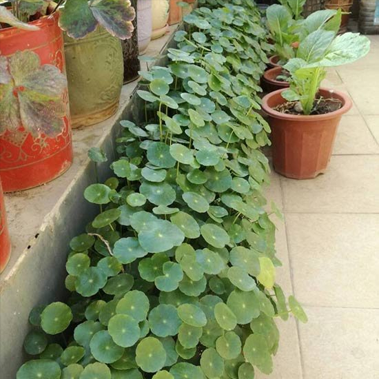 7種&OpenCurlyDoubleQuote;喜水花&rdquo;，不怕手賤澆不爛，天天泡水裡，長得肥大愛開花