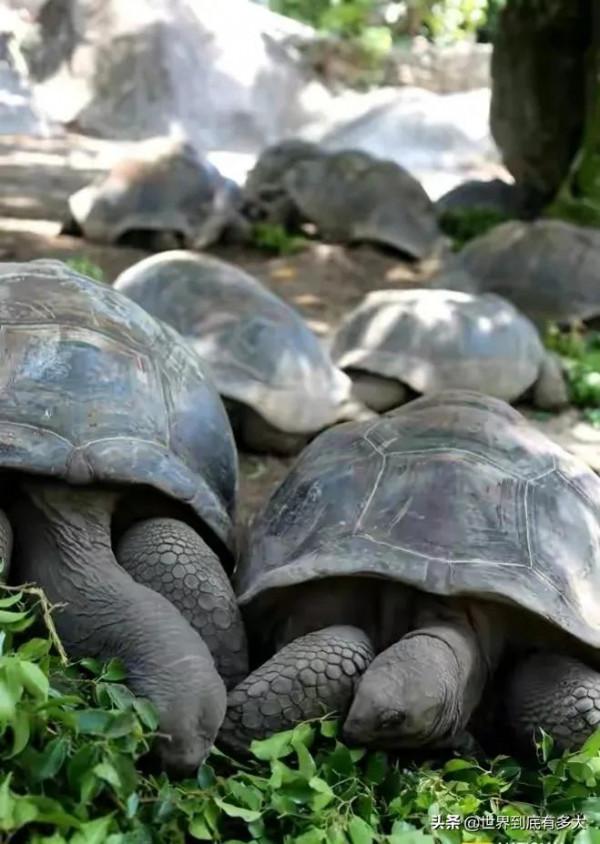 “塞席爾”現狀，比我國還富的非洲國家，帶你看看真實的塞席爾