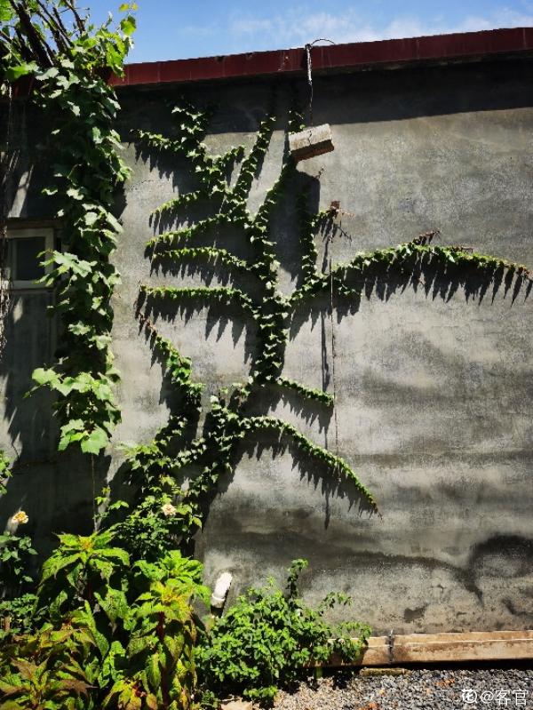 牆面大改造！種上4種爬牆花，我家的院牆成了拍照景點
