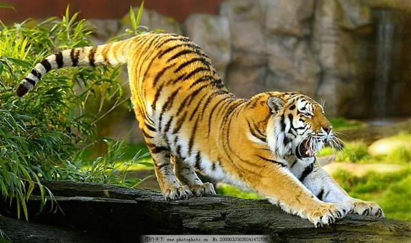 虎年縱覽老虎圖片、話老虎