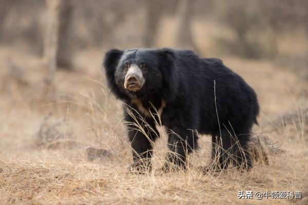 不光小熊能滑旱冰，懶熊還能攆得老虎到處跑，熊的戰鬥力有多強？