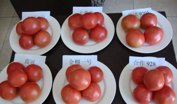 高品質、高顏值、高產值的番茄是如何生產出來的？