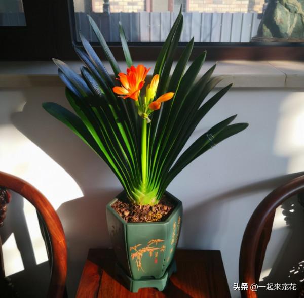 12月養3種花,別急著搬進室內,丟在外面凍一凍,花苞更多開得豔 12月養3種花,別急著搬進室內,丟在外面凍一凍,花苞更多開得豔