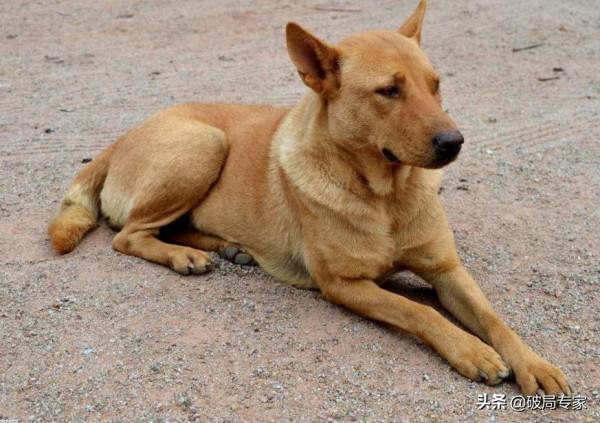 養殖肉狗怎麼找銷路 養殖肉狗怎麼找銷路