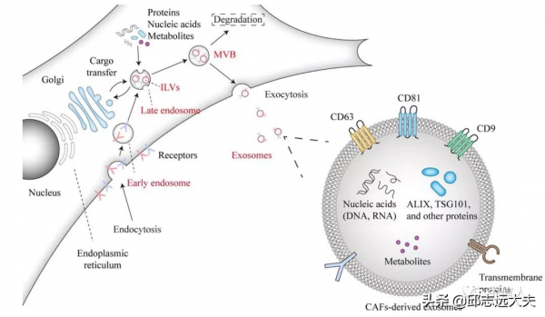 新年的第一個思路，從腫瘤相關成纖維細胞開始