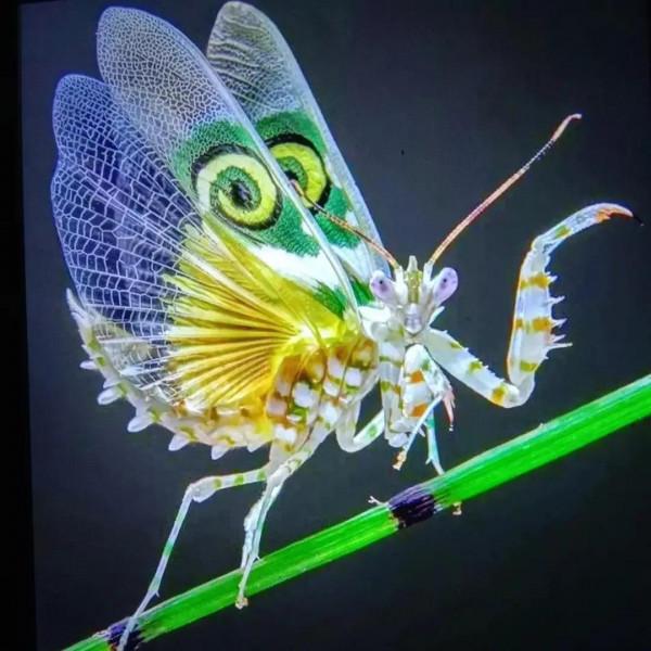 友，青悅帶你去看小可愛呦