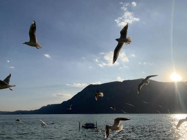 天空自由飛翔的海鷗 天空自由飛翔的海鷗