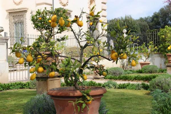 家裡種什麼樹好?專家:種上2種香樹,不僅清神、還能防蟲呢 家裡種什麼樹好?專家:種上2種香樹,不僅清神、還能防蟲呢