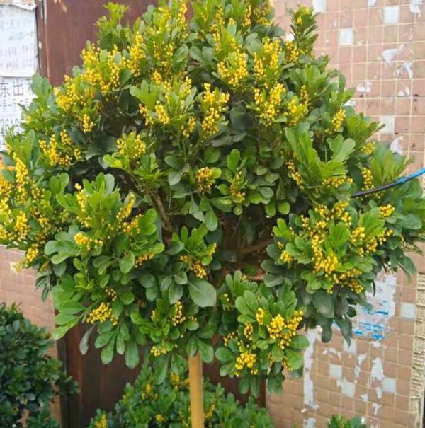 5種花，香氣濃郁，久聚不散，花一開“富貴滿家”