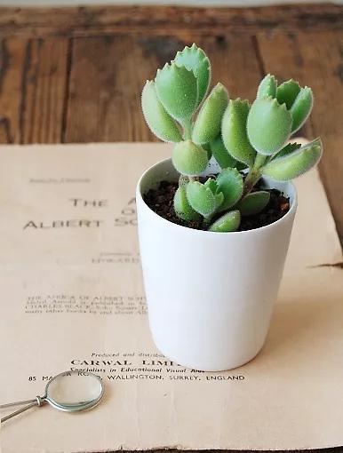 多肉的世界,簡單執著,看看你都見過哪些 多肉的世界,簡單執著,看看你都見過哪些