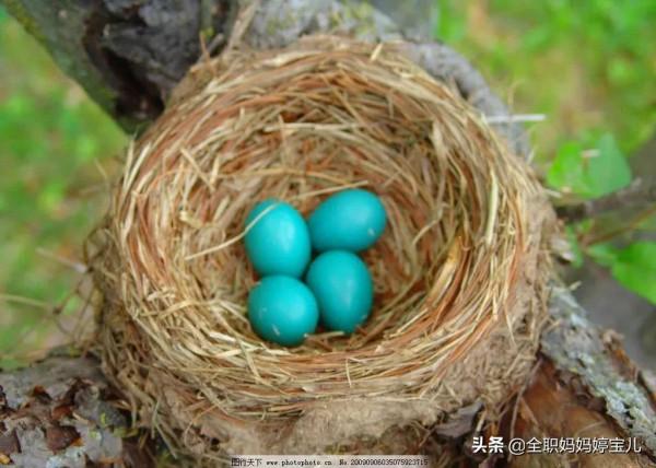 分享——鳥類築巢
