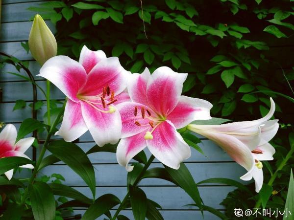 懷孕辣媽超愛養花,親力親為建花園,現在人人都羨慕 懷孕辣媽超愛養花,親力親為建花園,現在人人都羨慕