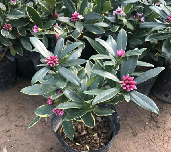 老花匠建議，臘月出生的花友，在家裡養上四種花，漂亮又旺人