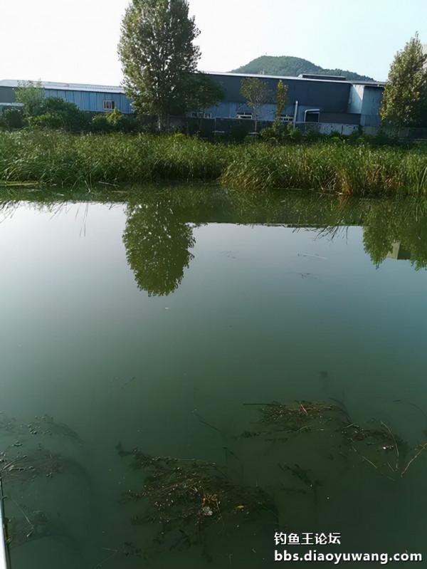 小河魁拔情開光，爽拉小鯽單杆過百