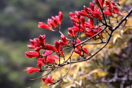 分享——杜鵑花