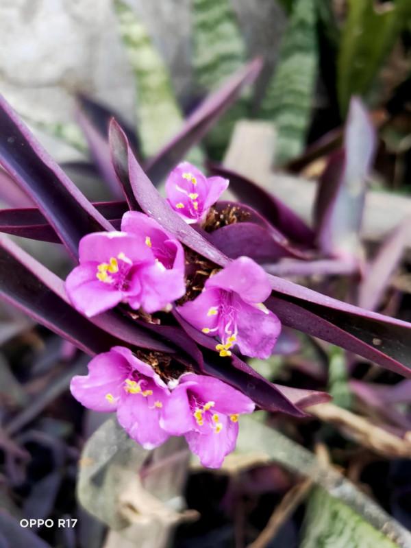 我愛養花，但遠不如老舍先生會養