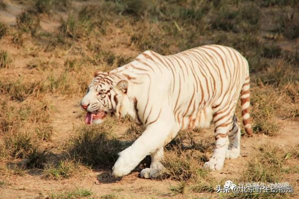 深秋時節，與動物相遇