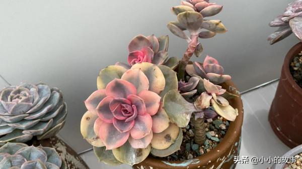 入冬的多肉 入冬的多肉