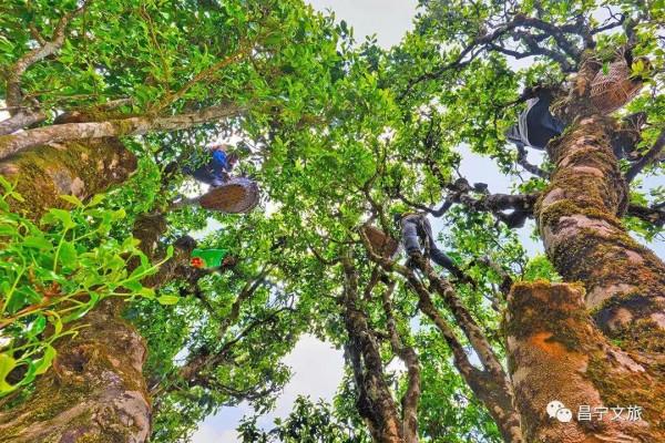 我是藤來你是樹 我是藤來你是樹