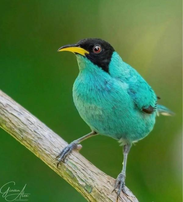 這樣的鳥圖，誰不想擁有？