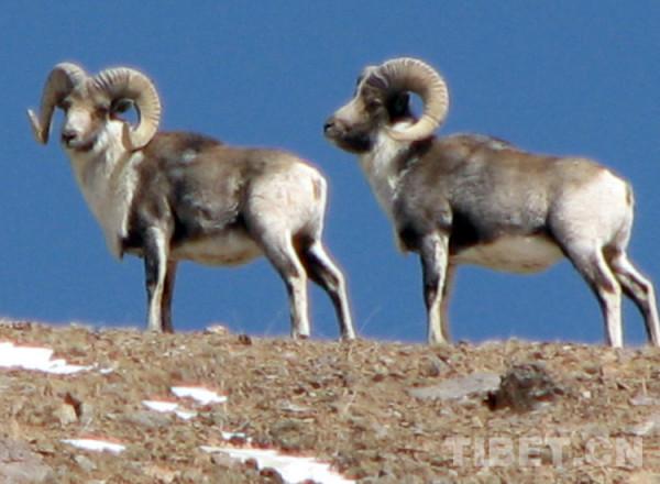 雪神之花·老牧人講的故事 雪神之花·老牧人講的故事