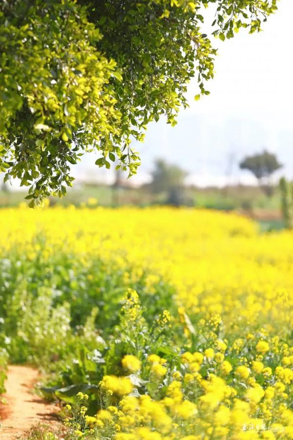 今天，宜到玉溪的油菜花田感受春天