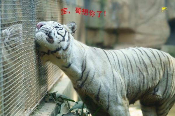 虎哥聽聞著名經濟學家呼籲建立鼓勵生育基金刻不容緩