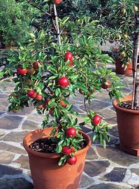 盆栽超矮化蘋果樹碩果累累