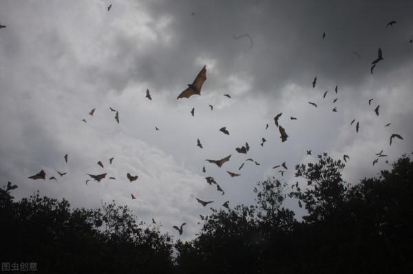 生物多樣性:隱性基因與人類進步 生物多樣性:隱性基因與人類進步