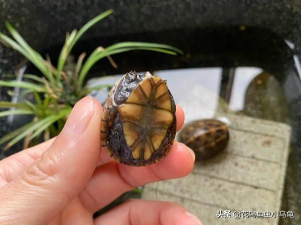 長不大的迷你龜，果核龜