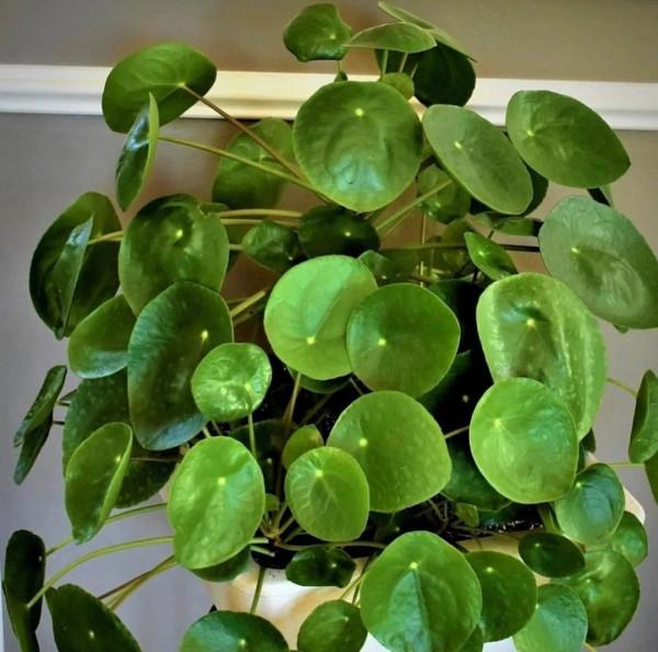 可以長成盆栽小樹苗的鏡面草，葉子圓潤翠綠，在國外特別流行