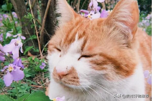 走紅網路的動物排行榜“國寶”上榜 海洋選手也參賽 走紅網路的動物排行榜“國寶”上榜 海洋選手也參賽