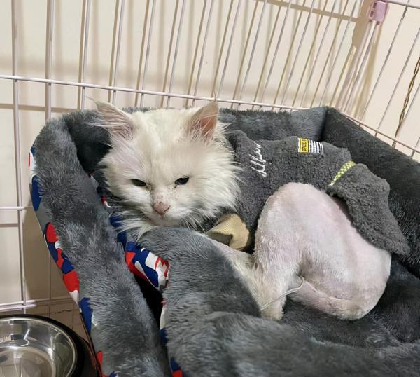 遇到一隻流浪田園貓，看清模樣後卻愣住了：這顏值也太頂了吧