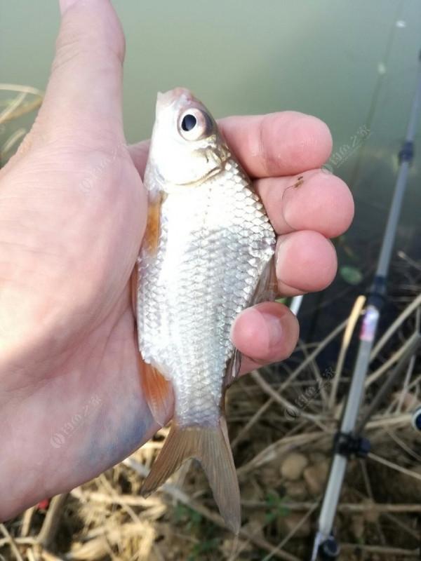 高背鯽即將狂口,野釣攻略分享 高背鯽即將狂口,野釣攻略分享