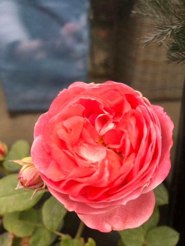 一朵朵月季花露出動人的笑臉，嬌豔與樸實融於一身