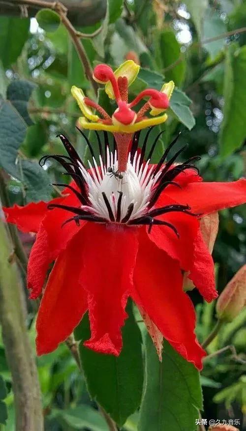 自然界中的奇花異草，看看你見過幾種？