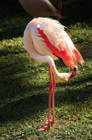 自然界的紅色精靈！一種是遊戲角色原型，一個是高雅“貴婦”