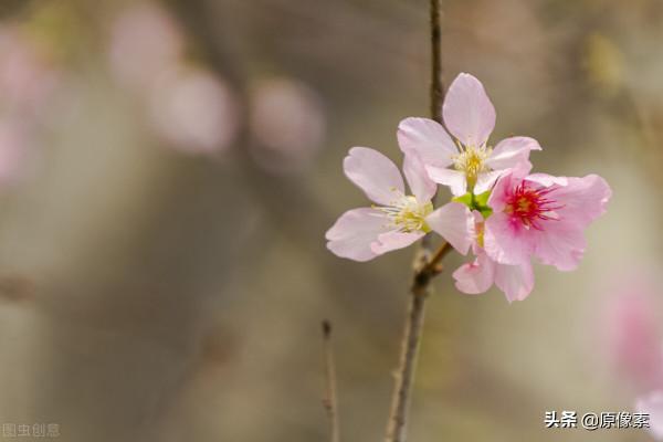純潔、決絕，櫻花之關山櫻