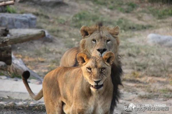 絕美的秋色，動物朋友們都陶醉了