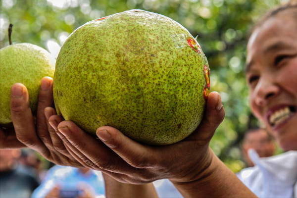 全國哪的梨最好吃?經過評選,這6個地方比較出名,有你家鄉嗎? 全國哪的梨最好吃?經過評選,這6個地方比較出名,有你家鄉嗎?