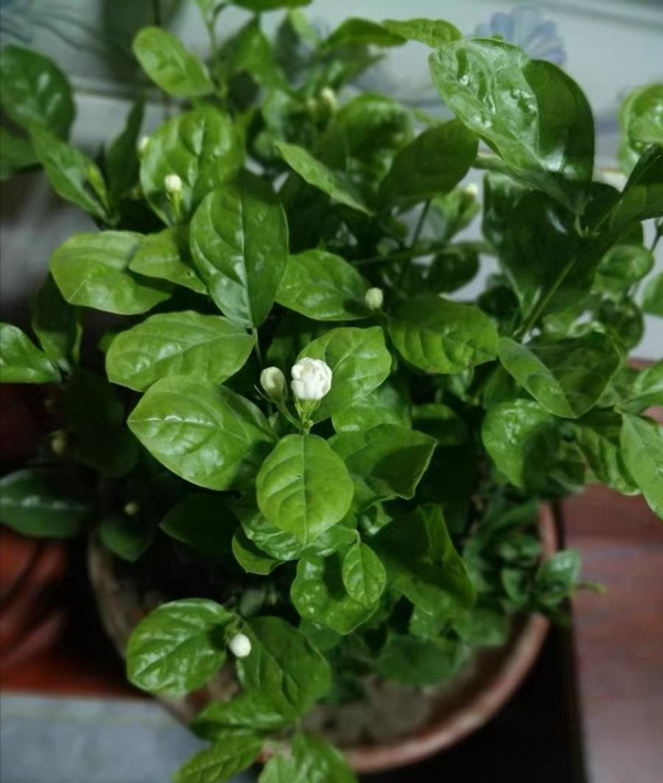 秋天養茉莉,3個“要點”要牢記,不然黃葉,落葉子,拖拉一米長 秋天養茉莉,3個“要點”要牢記,不然黃葉,落葉子,拖拉一米長