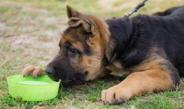 如果這世上有後悔藥，我不會再養德牧