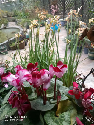 小園春暖花先知