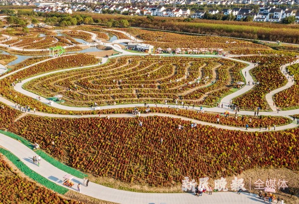 醉美秋色 地膚炫彩