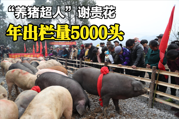 “養豬超人”謝桂花,年出欄量5000頭,她的秘訣是什麼? “養豬超人”謝桂花,年出欄量5000頭,她的秘訣是什麼?
