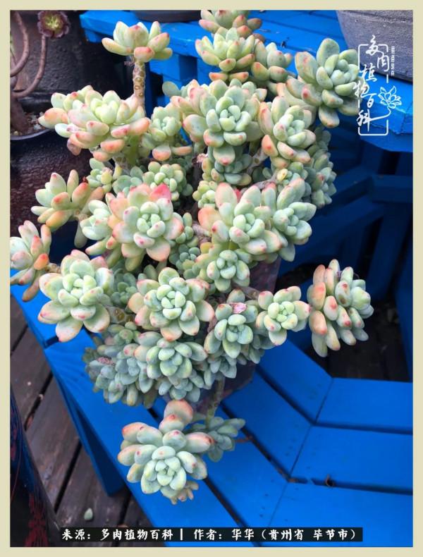 我的造園之夢：鮮花、多肉、錦鯉，這才是樓頂花園該有的樣子