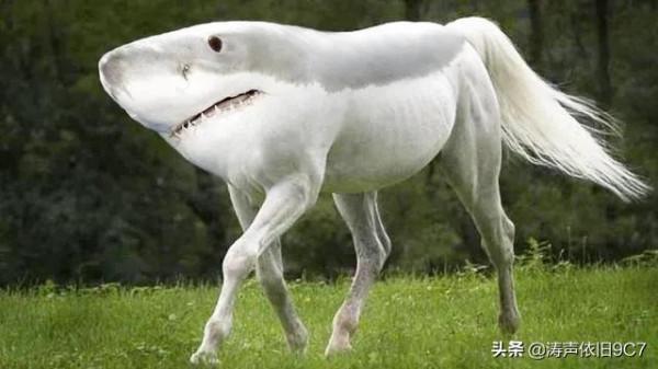 分享—奇特的動物(一) 分享—奇特的動物(一)