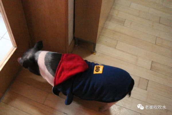 我養過一頭豬……300斤那種