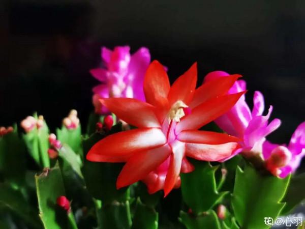 花600塊買的大花蕙蘭，掉個苞20塊錢沒了，心疼···